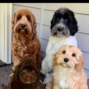 Meet your Posher, Cizdy